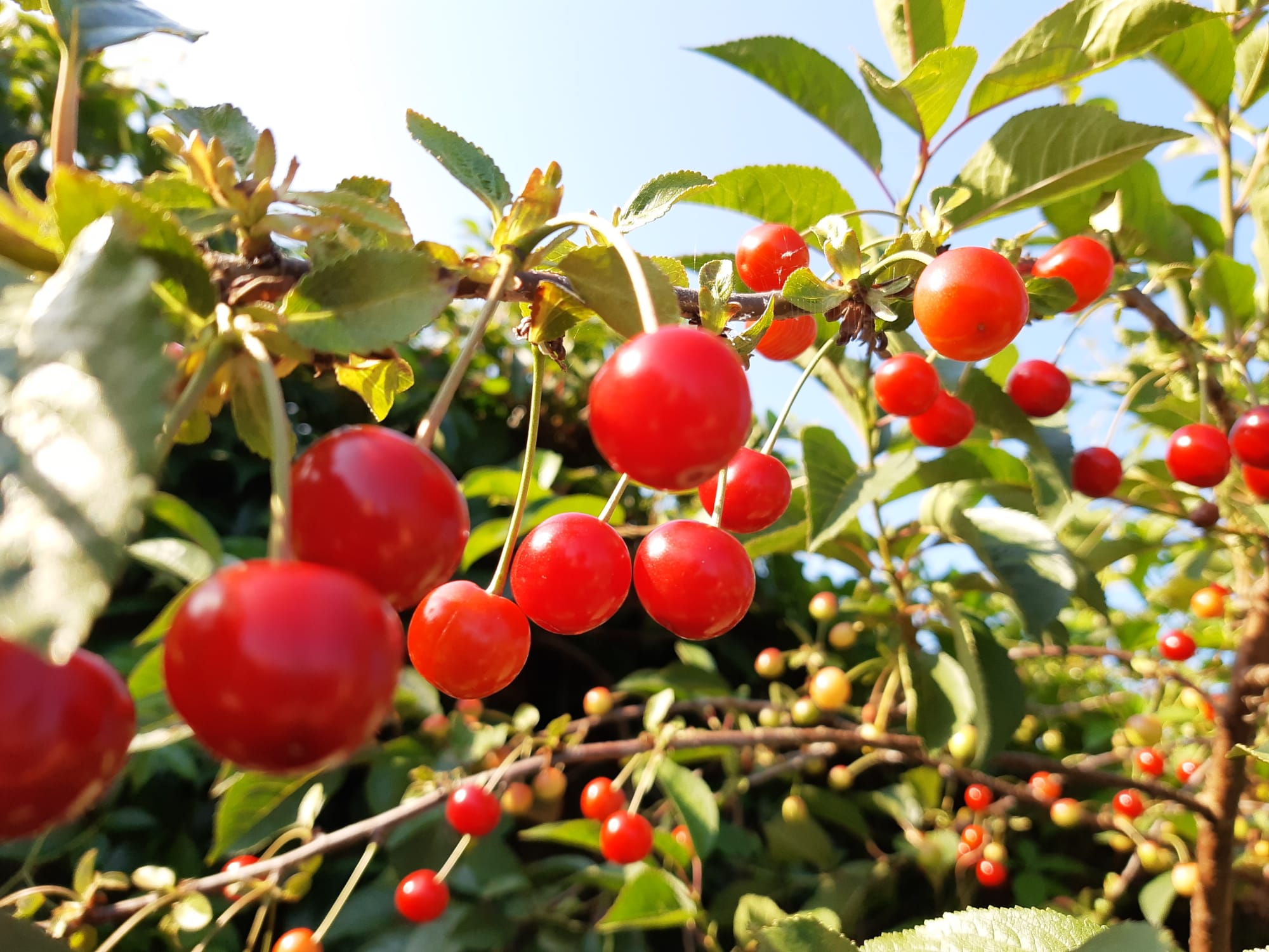 Red bees, cherries and deletion